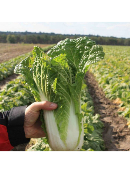 Кьюстар F1 семена капусты пекинской (Takii Seeds)