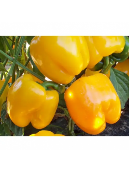 Казантип F1 (Спрингбокс F1) семена перца сладкого (Clause)