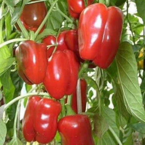 Калифорнийское чудо семян перца сладкого (Moravoseed)