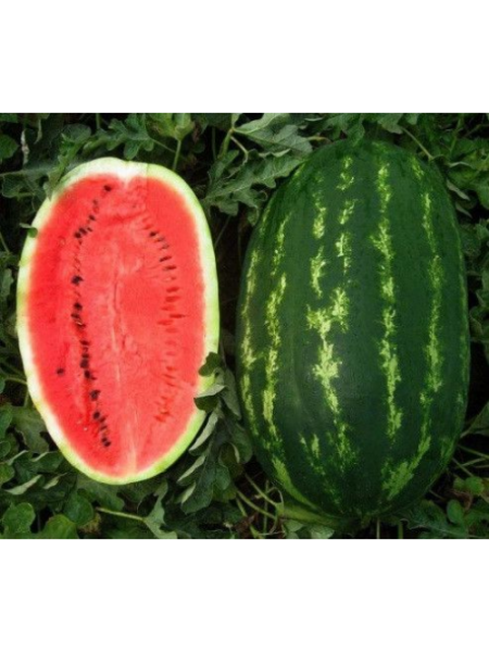 Карнаката F1 (Карнак F1) семян арбуза среднего (United Genetics)