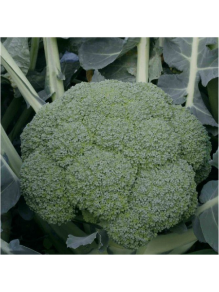 Квинта F1 семена капусты брокколи (Taki Seeds)