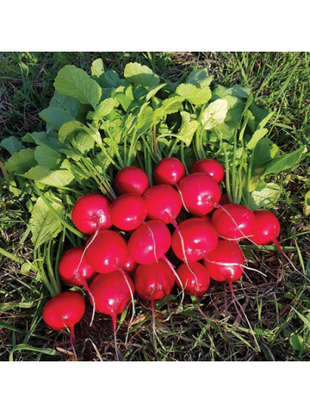 Клария семян редиса (Satimex)