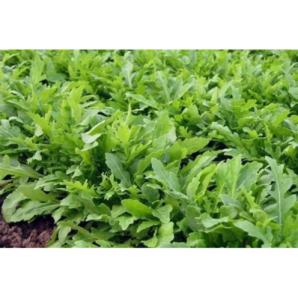 Колтоватые семена рукколы (Hortus)