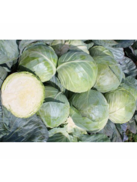 Компас F1 (Глоуб Майстер F1) насіння капусти білокачанної (Takii Seeds)