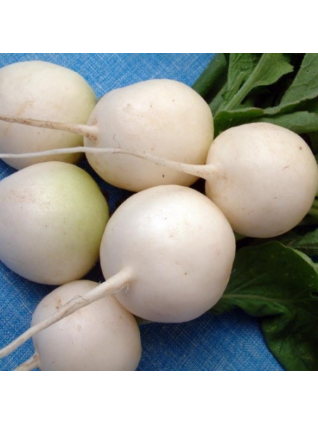 Круглые белые семена редьки (Satimex)