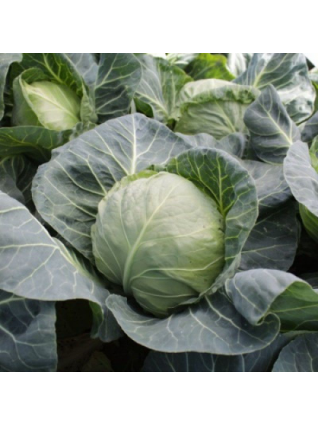 КС 15 F1 семена капусты белокочанной (Kitano Seeds)
