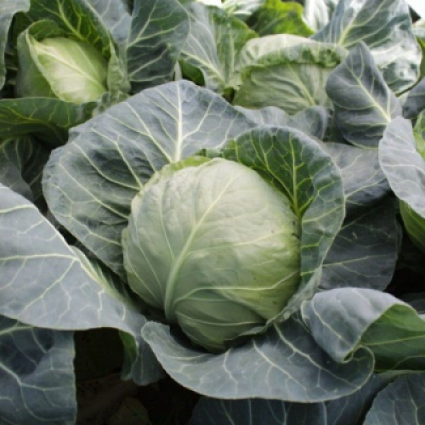 КС 15 F1 семена капусты белокочанной (Kitano Seeds)