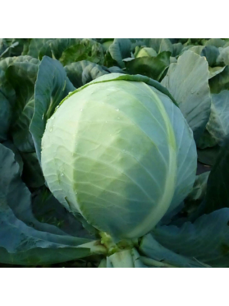 КС 60 F1 семена капусты белокочанной (Kitano Seeds)