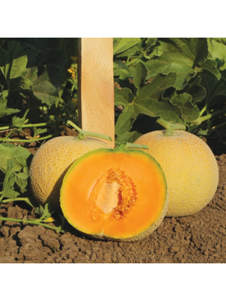 КС 7049 F1 семена дыни (Kitano Seeds)
