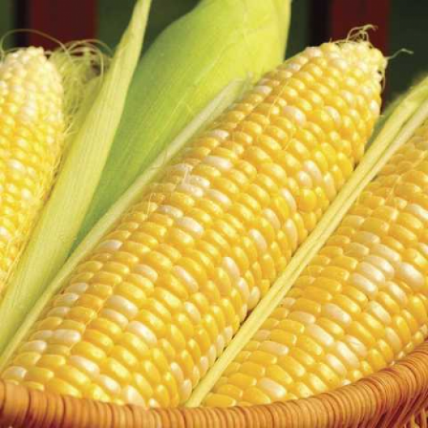 Кукс Делайт F1 насіння кукурудзи солодкої Sh2 біколор (Dorsing Seeds)