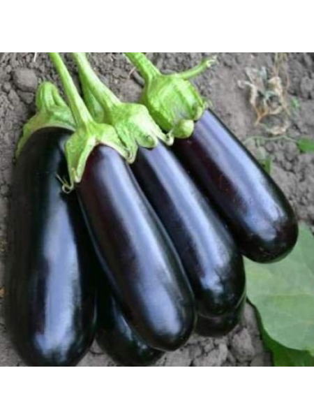 Миринда F1 семена баклажана раннего (Lark Seeds)