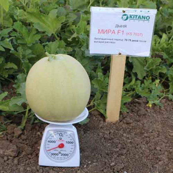 Мера F1 (KS 7037 F1) семена дыни (Kitano Seeds)