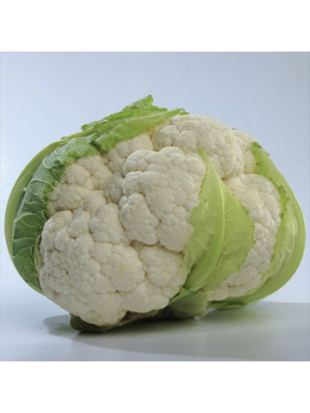 Миссора F1 (KS 22 F1) семена капусты цветной (Kitano Seeds)