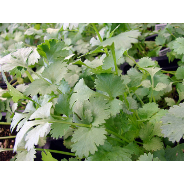 Мароканский семена кориандра (кинзы) (Hortus)