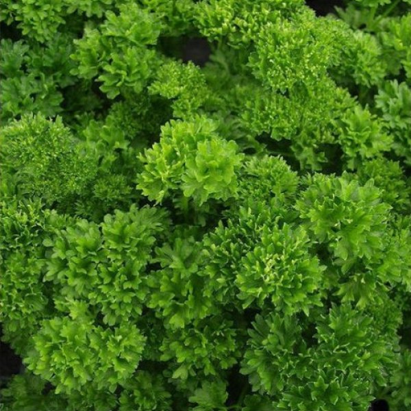 Мосс насіння петрушки кучерявої (Hortus)