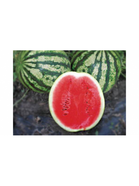Найси F1 (KS 638 F1) семена арбуза раннего (Kitano Seeds)