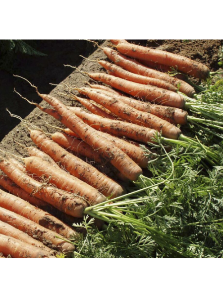 Наполи F1 (2,0-2,2мм) семян моркови (Bejo)