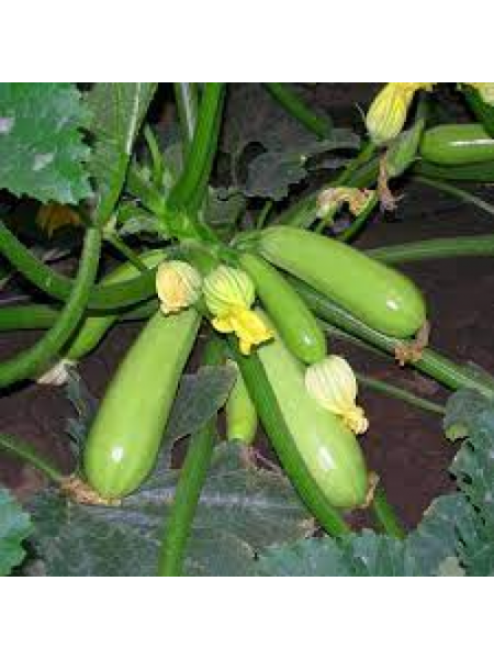 Немо F1 семена кабачка (Lark Seeds)