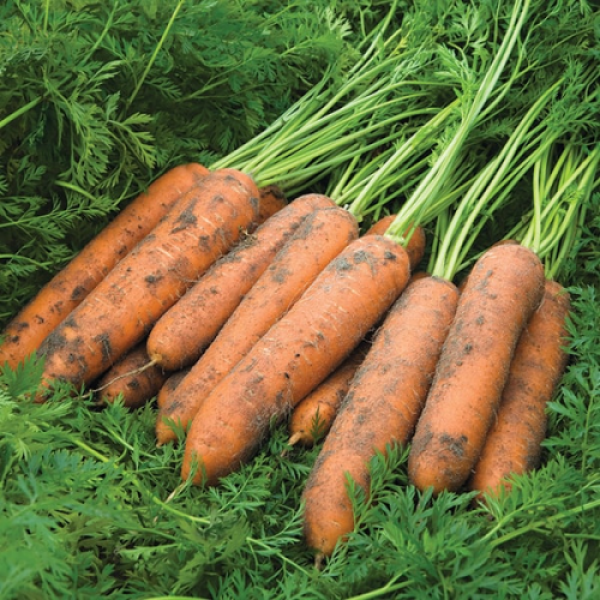 Ньюкасл F1 (2,0-2,2мм) семена моркови (Bejo)