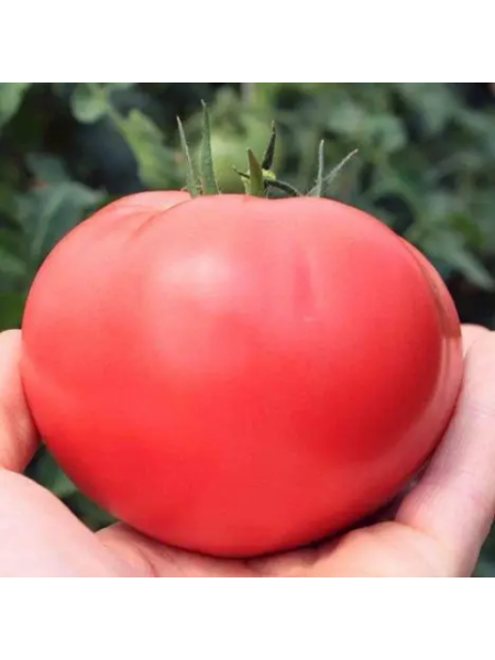 Пинк Дейли F1 (TEX 2720 F1) семена помидора индетерминантного (Taki Seeds)
