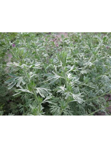 Полынь лекарственная семена (Satimex)