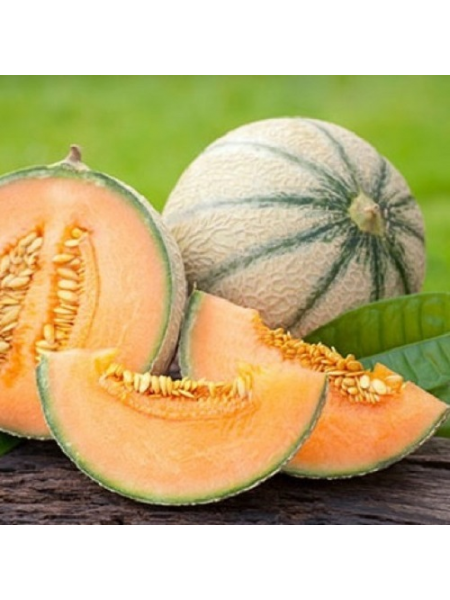 Портент F1 семена дыни (United Genetics)
