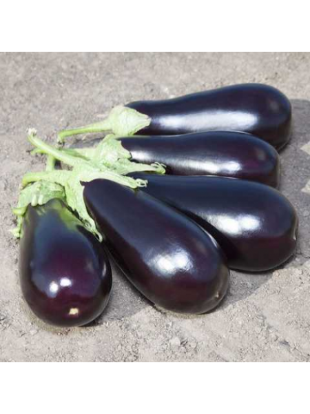Прадо F1 (КS 27 F1) семян баклажана раннего (Kitano Seeds)
