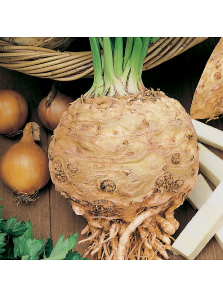 Пражский Гигант семян сельдерея корневого (Hortus)