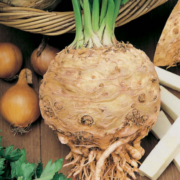 Празький Гігант насіння селери кореневої (Hortus)