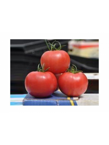 Прайд F1 семена помидора индетерминантного (Lark Seeds)