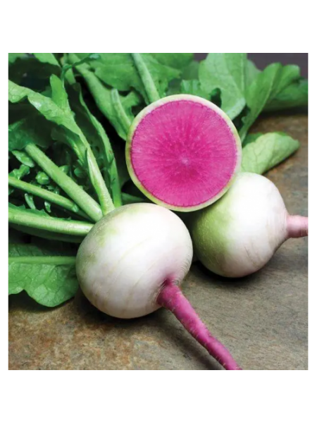 Ред Міт насіння редьки (Takii Seeds)