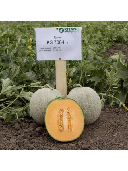 Севинта F1 (КС 7084 F1) семена дыни (Kitano Seeds)