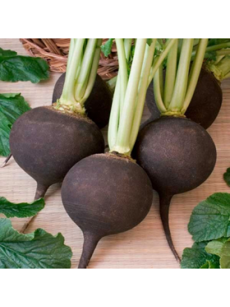 Сквирське Чорне насіння редьки (Satimex)