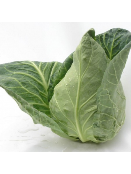 Сонсма F1 семена капусты конической (Rijk Zwaan)