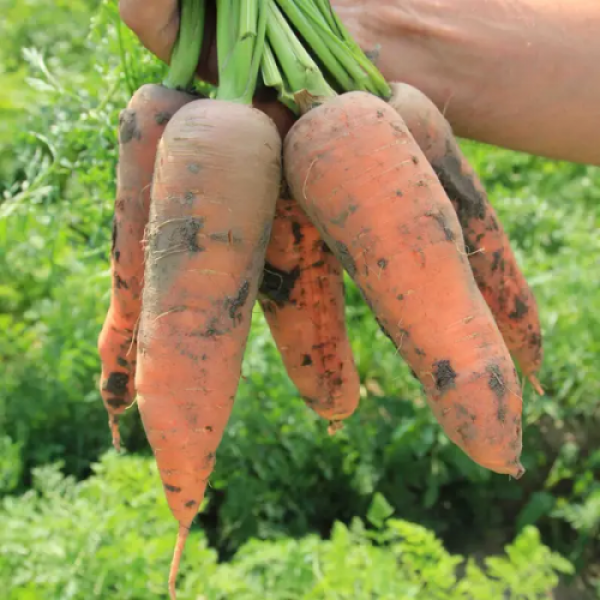 Танжерина F1 (T-825) (калибр. 1,6-1,8 мм) семян моркови (Takii Seeds)