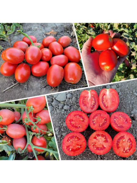 3402 F1 семена помидора детерминантного (Heinz/Lark Seeds)