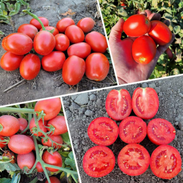 3402 F1 семена помидора детерминантного (Heinz/Lark Seeds)