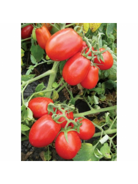 8504 F1 семена помидора детерминантного (Heinz/Lark Seeds)
