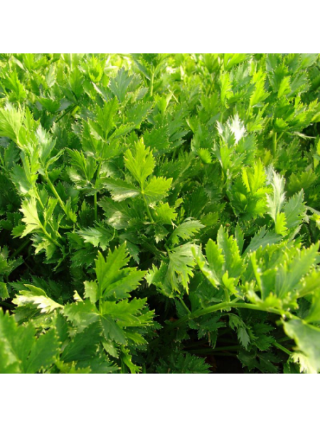 Ємне насіння селери листової (Moravoseed)