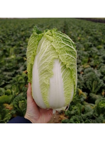 JS 4040 F1 (калибр.) семена капусты пекинской (Joeun Seeds)