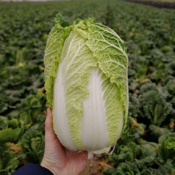 JS 4040 F1 (калибр.) семена капусты пекинской (Joeun Seeds)