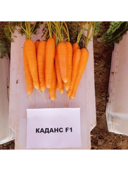 Каданс F1 (1,8-2,0) семян моркови Нантес поздней 135 дн. 18-23 см (Nunhems)
