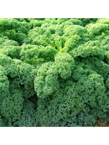 Кадет семян капусты листовой (Moravoseed)