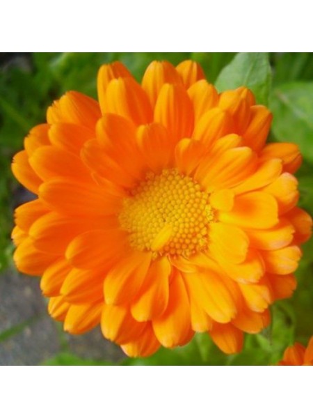 Календула помаранчева (orange) насіння (Moravoseed)