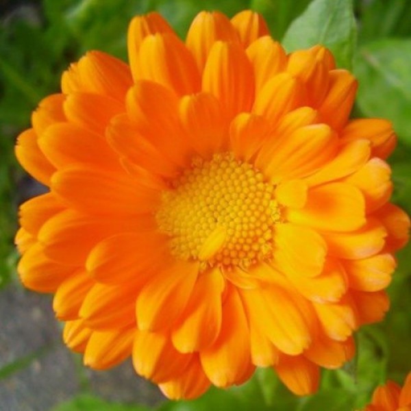 Календула помаранчева (orange) насіння (Moravoseed)