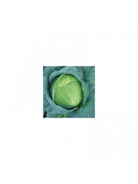 Каменная голова семена капусты белокочанной (Hortus)