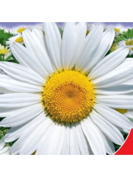 Камилла семян нивеника (GL Seeds)