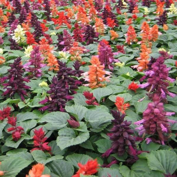 Кампай Mix семян сальвии блестящей 15-25см (Kitano Seeds)