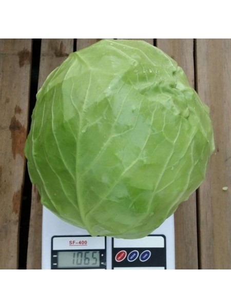 Канто F1 семена капусты белокочанной (Kitano Seeds)