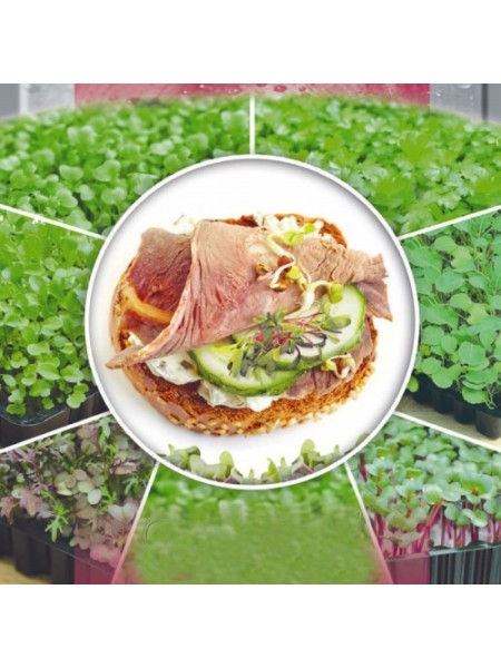 Капуста красная семена микрозеленые (Seedera)